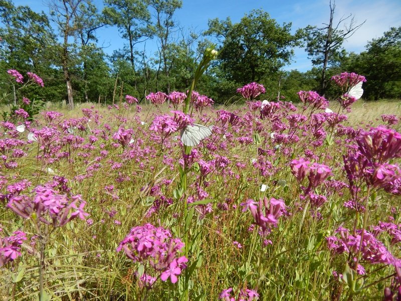 Apoteosi di Aporia crataegi